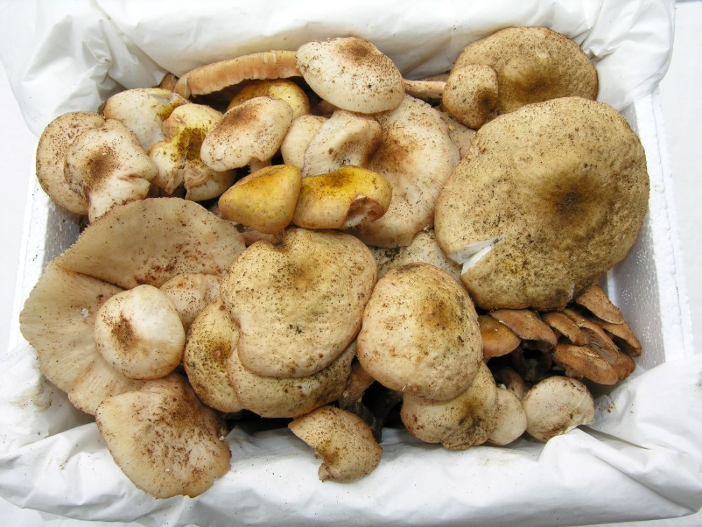 개암버섯 (걸쿠/깨골/가다바리) 5kg